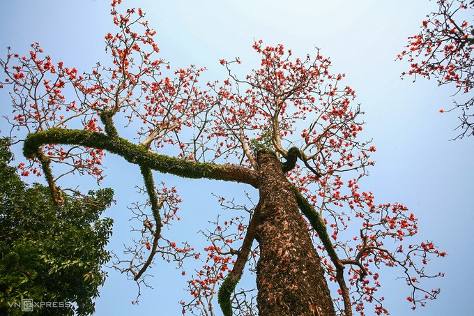 Rực đỏ hoa gạo trước sân chùa Thầy