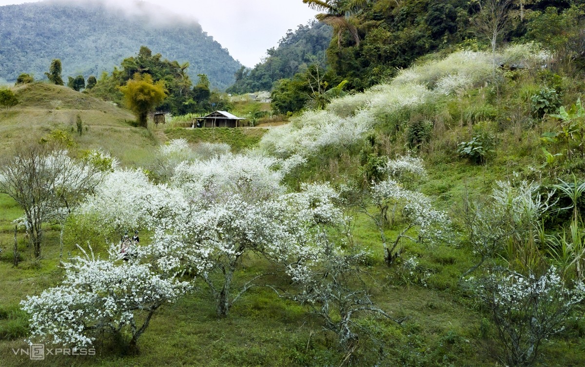 hoa-man-no-trang-troi-muong-long-1647828684.jpg