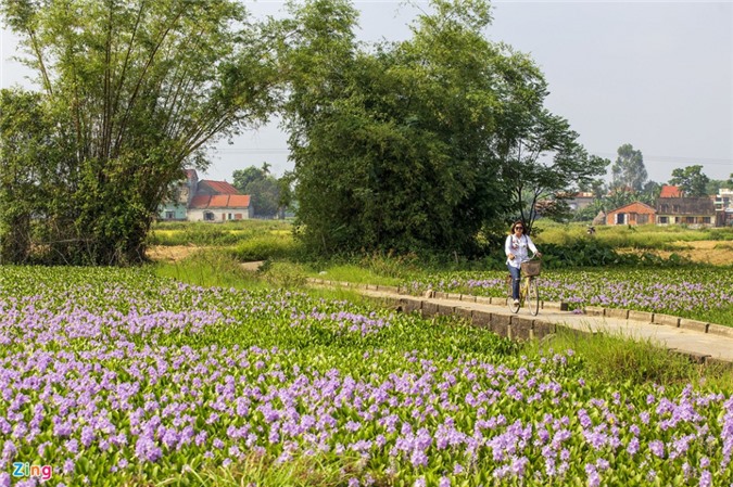 Cận cảnh vẻ đẹp của hoa lục bình tím - Quê hương trong tôi - Diễn đàn Quê hương - Đất nước - Con người Việt Nam Cận Cảnh Vẻ Đẹp Của Hoa Lục Bình Tím - Quê Hương Trong Tôi - Diễn Đàn Quê Hương - Đất Nước - Con Người Việt Nam