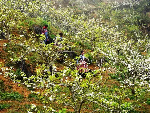 Lễ hội hoa lê trắng đầu tiên ở Si Ma Cai