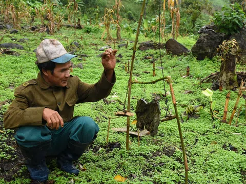 Bản hòa âm giữa đại ngàn